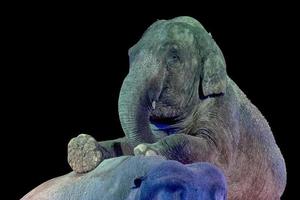 detalhe do elefante de circo foto