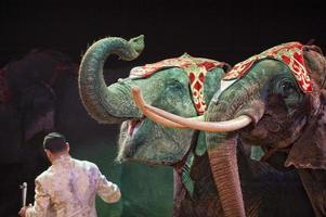 detalhe do elefante de circo foto