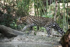 Jaguatirica retrato chegando para você foto