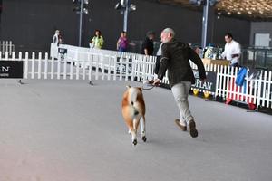 Génova, Itália - pode 21 2016 - anual público internacional cachorro mostrar foto