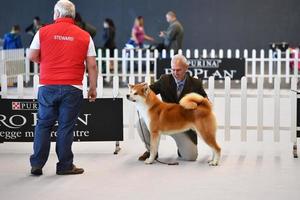 Génova, Itália - pode 21 2016 - anual público internacional cachorro mostrar foto