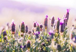 campo de flores violetas