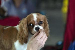 chevalier king cachorro close-up enquanto come um lanche foto