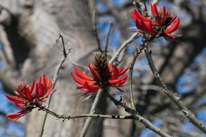 vermelho flores dentro Sydney Watson baía Visão foto