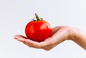 mão segurando um tomate no fundo branco foto