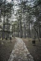 a floresta em a montanha do tara dentro Sérvia com uma visível pedra trilha foto