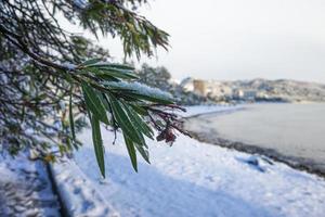 neve nas árvores e na praia ao lado do mar negro foto