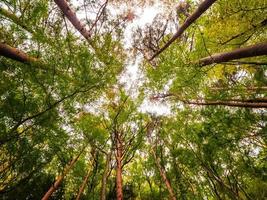 grandes árvores na floresta, vista de baixo ângulo foto