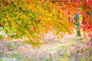 bela árvore de folha de bordo no outono foto