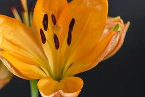 daylily , parcial frontal fechar acima mostrando estames foto