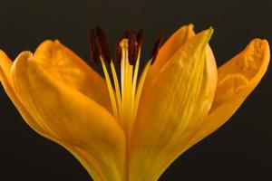 daylily , frontal fechar acima . Centro fechadas mas mostrando estames foto