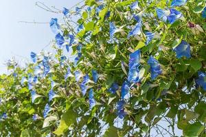 glória da manhã agente de flores céu azul foto