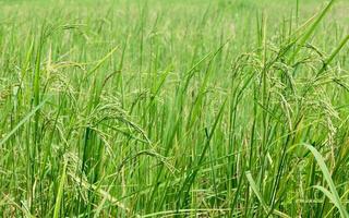 campo de arroz verde foto