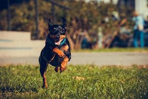 lindo cachorro pinscher miniatura correndo e pulando na grama foto