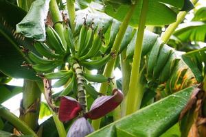 banana Flor em a árvore dentro a jardim, estoque foto