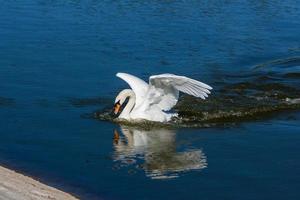 lindo cisne flutua no lago foto