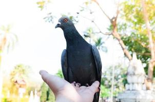 Pombo comendo a partir de mão em a parque, alimentando pombos dentro a parque às a dia Tempo foto