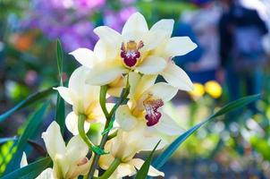 lindo orquídea dentro a natural foto