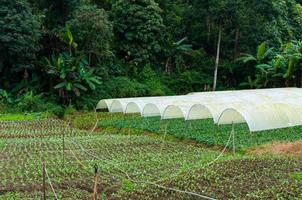orgânico vegetal Fazenda jardim, futuro agricultura para segurança Comida dentro norte Tailândia foto