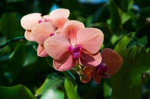 lindo orquídea dentro a natural foto