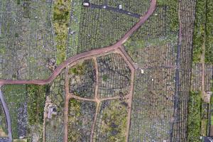 pico ilha açores vinhedo uvas protegidas por lava stone vista aérea foto