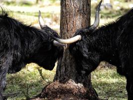 detalhe de iaque de vaca peluda da Escócia highlander foto