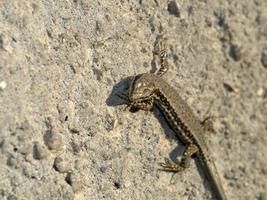 jovem lagarto close-up macro foto