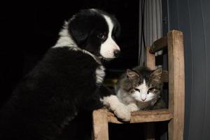 retrato de cachorro border collie com um gato foto