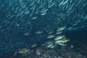 dentro de um cardume de peixes debaixo d'água foto