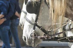 branco cavalos Bloqueios foto