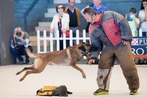 Génova, Itália - pode 21 2016 - anual público internacional cachorro mostrar foto