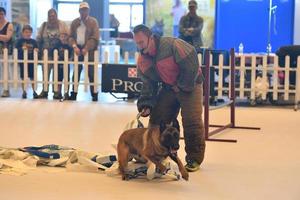 Génova, Itália - pode 21 2016 - anual público internacional cachorro mostrar foto