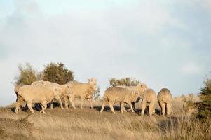 rebanho de ovelhas no fundo de grama da Patagônia foto