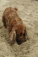 cachorro cocker spaniel inglês brincando na praia foto