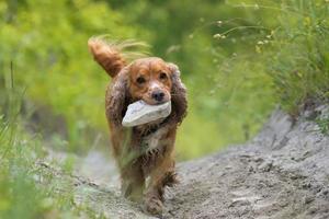 cão cocker spaniel inglês foto