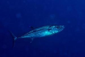 atum albacora debaixo d'água foto
