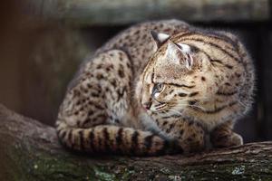 geoffroys gato em ramo foto