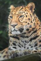 leopardo de amur no zoológico foto