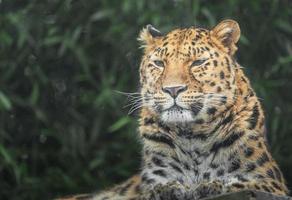 leopardo de amur no zoológico foto