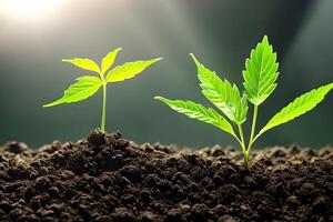 dois jovem cannabis maconha plantar interior crescendo às a solo. foto