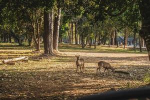 veado dentro a Prado animais selvagens conservação área foto