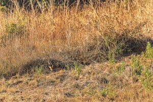 veado dentro a Prado animais selvagens conservação área foto