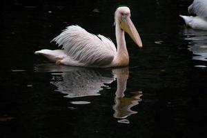 um close-up de um pelicano em londres foto