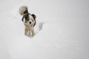 cachorro de olhos azuis no fundo de neve foto