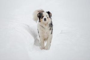 cachorro de olhos azuis no fundo de neve foto