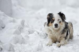 cachorro de olhos azuis no fundo de neve foto