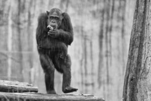 macaco chimpanzé macaco em preto e branco foto