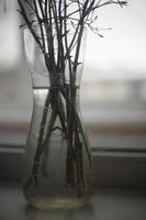 galhos dentro vaso. plantas em peitoril da janela. vidro embarcação com seco plantas. foto
