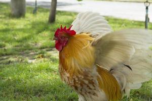 pequeno galinha anã com lindo multicolorido penas forrageamento para Comida e vagando a jardim durante a escaldante Sol dentro a meio do a dia dentro a meio do a árvores foto