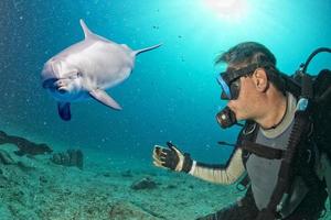 selfie com golfinho embaixo da agua chegando para mergulhador foto